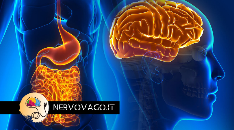 NERVO VAGO: Ecco la storia di Intestinopoli e Cervellopoli.