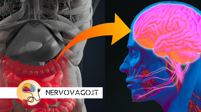 ASSE CERVELLO INTESTINO: cos è e come funziona?