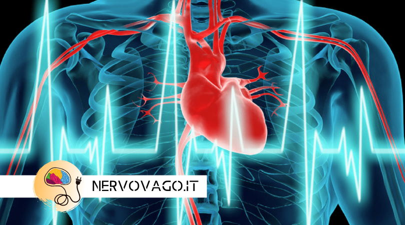 NERVO VAGO: cos è e perché è importante la tua variabilità cardiaca?