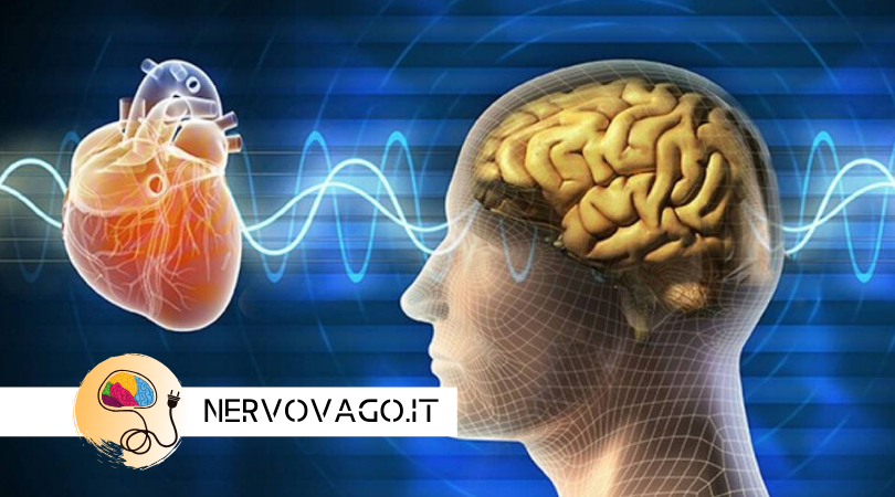 NERVO VAGO: perchè quando l’acetilcolina è bassa hai un problema?