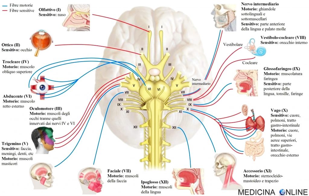 nervi cranici